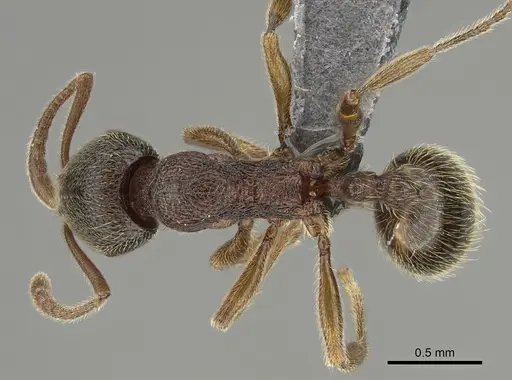 Stenamma brevicorne - CASENT0923375