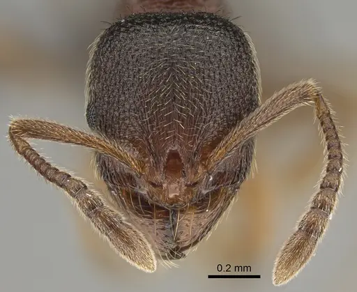 Stenamma brevicorne - CASENT0923375