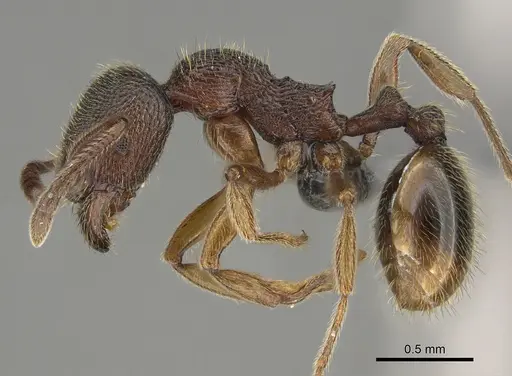 Stenamma brevicorne - CASENT0923375