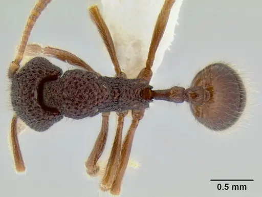 Stenamma brujita specimen