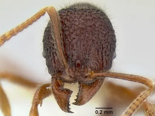 Stenamma brujita specimen