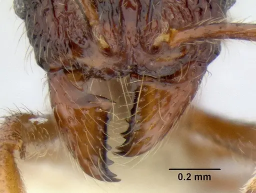 Stenamma brujita specimen