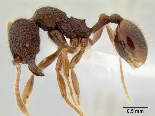 Stenamma brujita - CASENT0126254