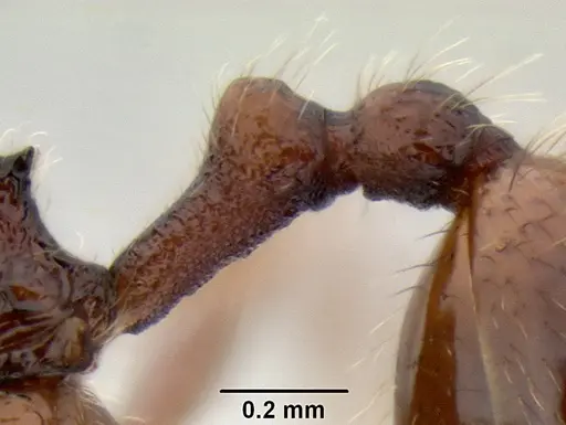 Stenamma brujita - CASENT0126254