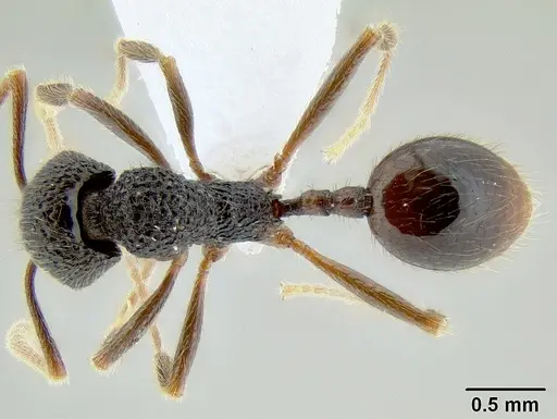 Stenamma brujita - CASENT0603895