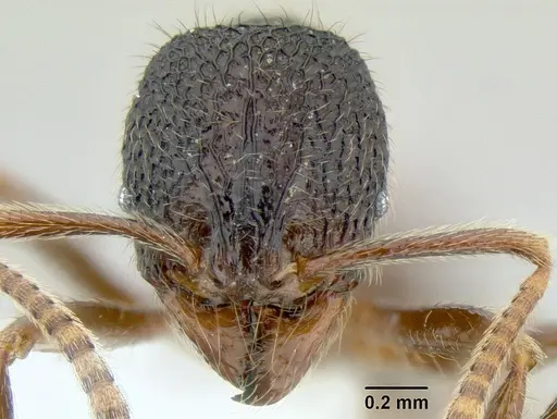 Stenamma brujita - CASENT0603895