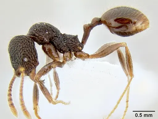 Stenamma brujita - CASENT0603895