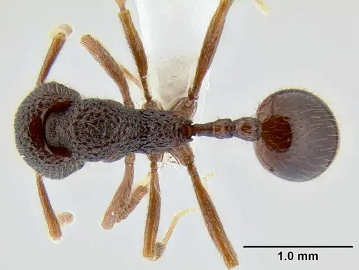 Stenamma brujita - CASENT0603918