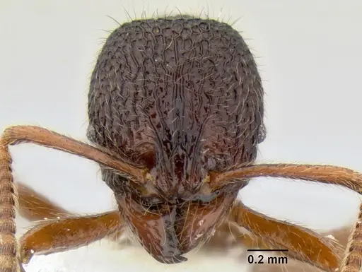 Stenamma brujita - CASENT0603918