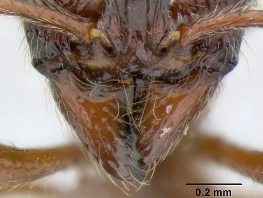 Stenamma brujita - CASENT0603918