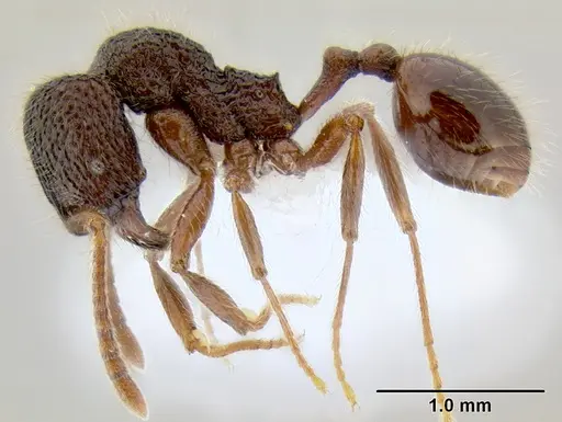 Stenamma brujita - CASENT0603918