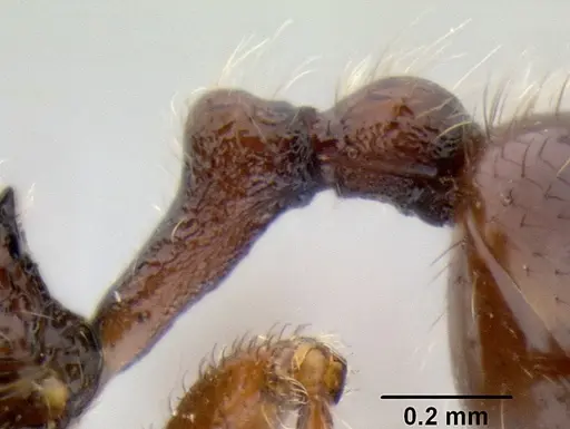 Stenamma brujita - CASENT0603918