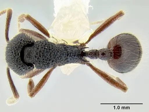 Stenamma brujita - CASENT0604312