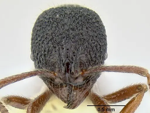 Stenamma brujita - CASENT0604312