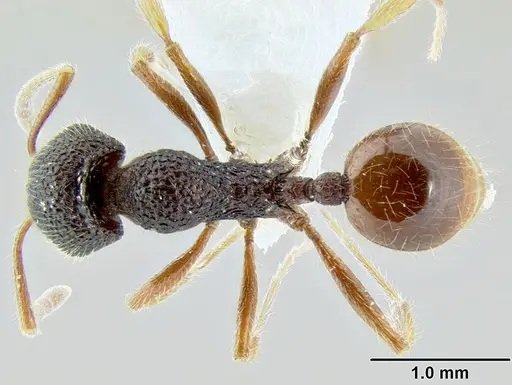 Stenamma brujita - CASENT0604578