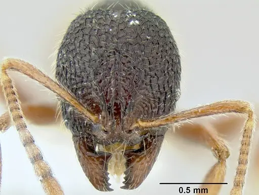 Stenamma brujita - CASENT0604578