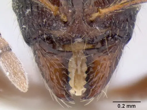 Stenamma brujita - CASENT0604578