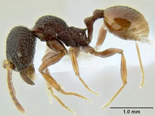 Stenamma brujita - CASENT0604578