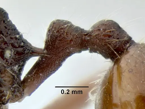 Stenamma brujita - CASENT0604578