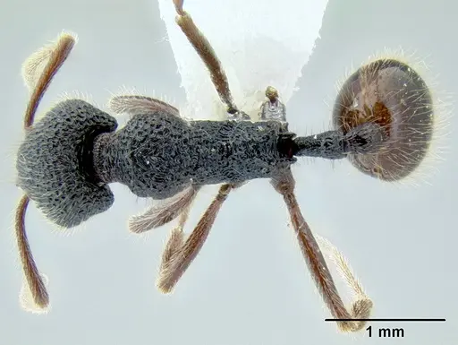 Stenamma brujita - CASENT0604607