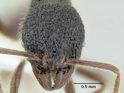 Stenamma brujita - CASENT0604607