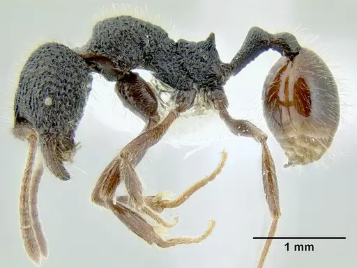 Stenamma brujita - CASENT0604607