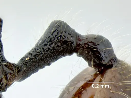 Stenamma brujita - CASENT0604607