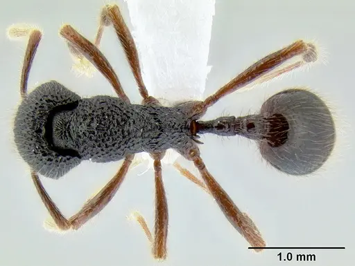 Stenamma brujita - CASENT0604945