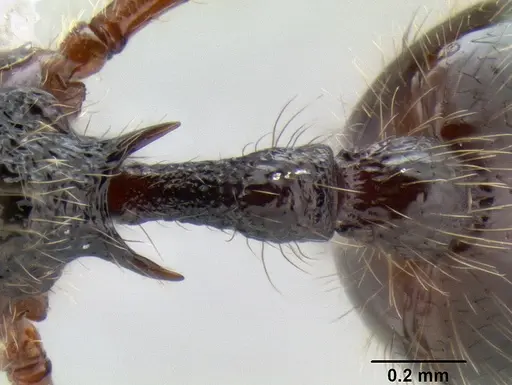 Stenamma brujita - CASENT0604945