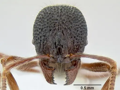 Stenamma brujita - CASENT0604945