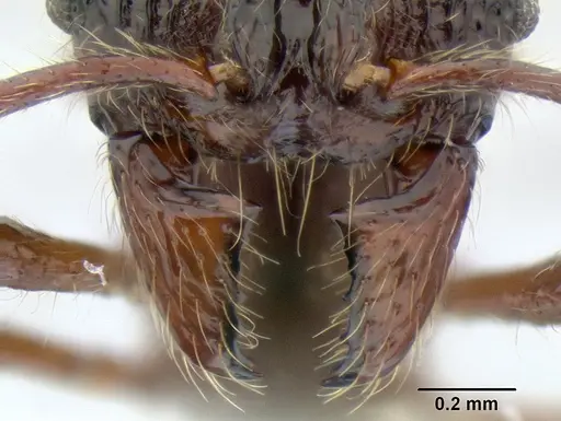 Stenamma brujita - CASENT0604945