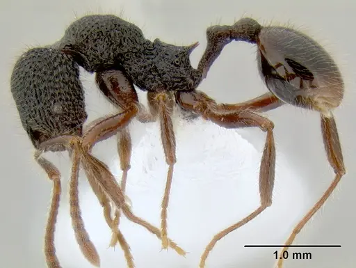 Stenamma brujita - CASENT0604945