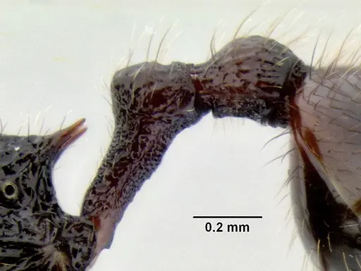 Stenamma brujita - CASENT0604945