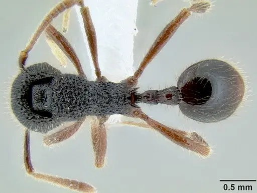 Stenamma brujita - CASENT0604946