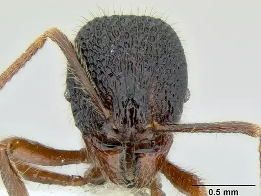 Stenamma brujita - CASENT0604946