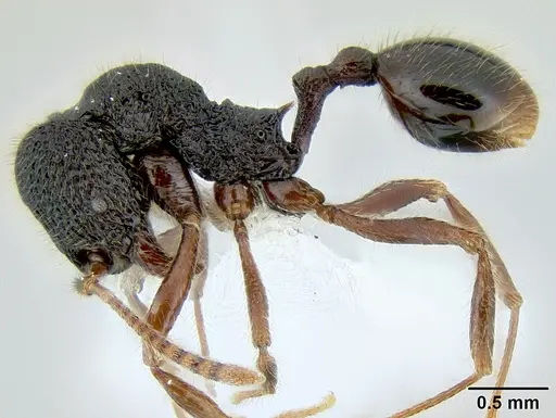 Stenamma brujita - CASENT0604946