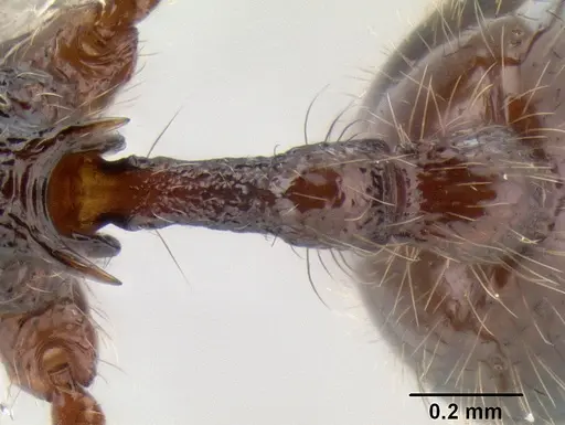 Stenamma brujita - CASENT0604949