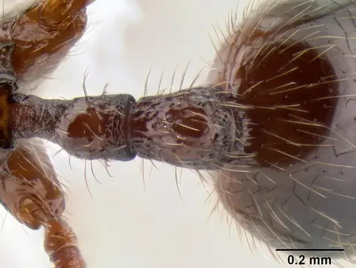 Stenamma brujita - CASENT0604949