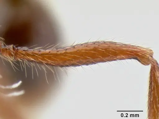 Stenamma brujita - CASENT0604949