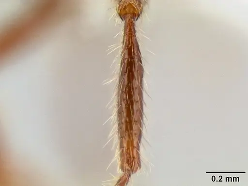 Stenamma brujita - CASENT0604949