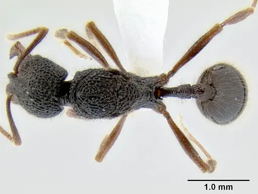 Stenamma brujita - CASENT0604991