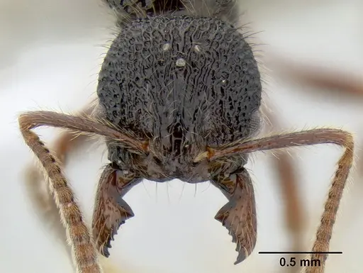 Stenamma brujita - CASENT0604991