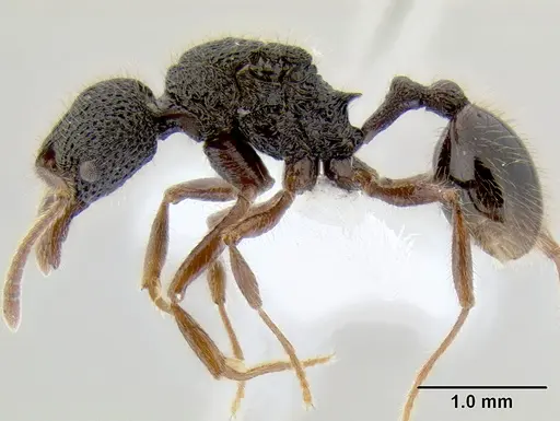 Stenamma brujita - CASENT0604991