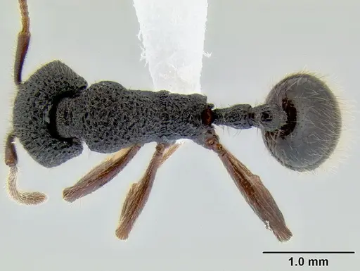 Stenamma brujita - CASENT0605435