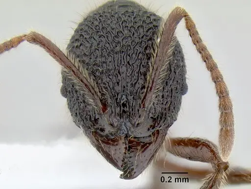 Stenamma brujita - CASENT0605435