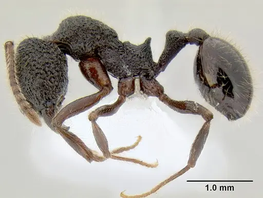 Stenamma brujita - CASENT0605435