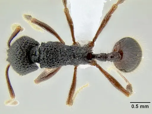 Stenamma brujita - CASENT0621695