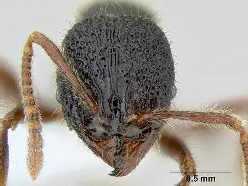 Stenamma brujita - CASENT0621695