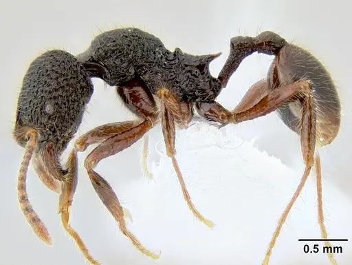 Stenamma brujita - CASENT0621695