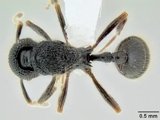 Stenamma brujita - CASENT0621728